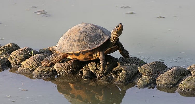 ಟ್ರ್ಯಾಕಿಂಗ್ ಸಾಧನದಿಂದ ಟ್ಯಾಗ್ ಮಾಡಿದ ಆಮೆ: 51 ದಿನಗಳಲ್ಲಿ 1000 ಕಿ.ಮೀ ಪ್ರಯಾಣ!