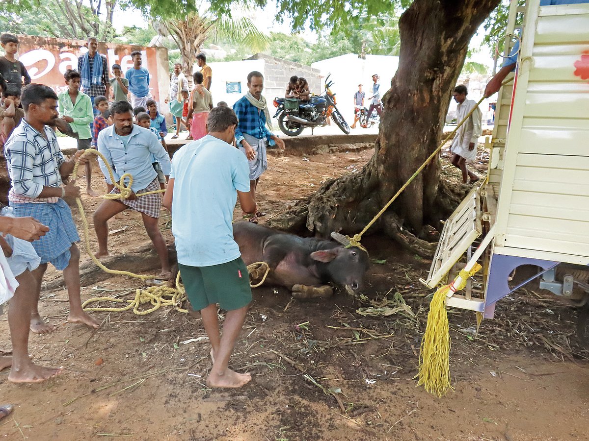 ಆಪರೇಷನ್‌ ಮಹಿಷ ಬಂಧನ