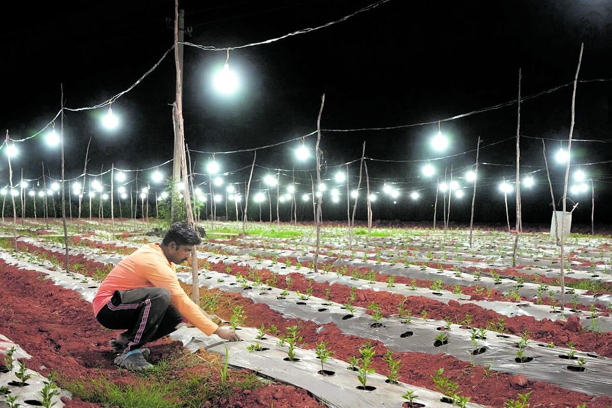 ಸೇವಂತಿಗೆ ಹೊಲದಾಗ ನಕ್ಷತ್ರಗಳ ತೋರಣ!