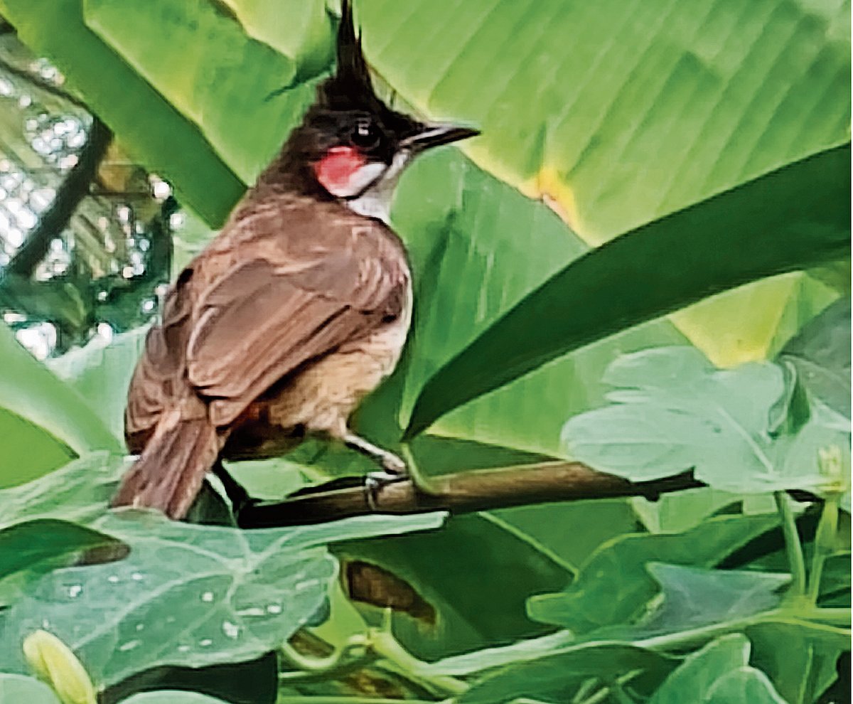 ಬುಲ್‌ ಬುಲ್‌ ಹಕ್ಕಿಯ ಬಾಣಂತನ
