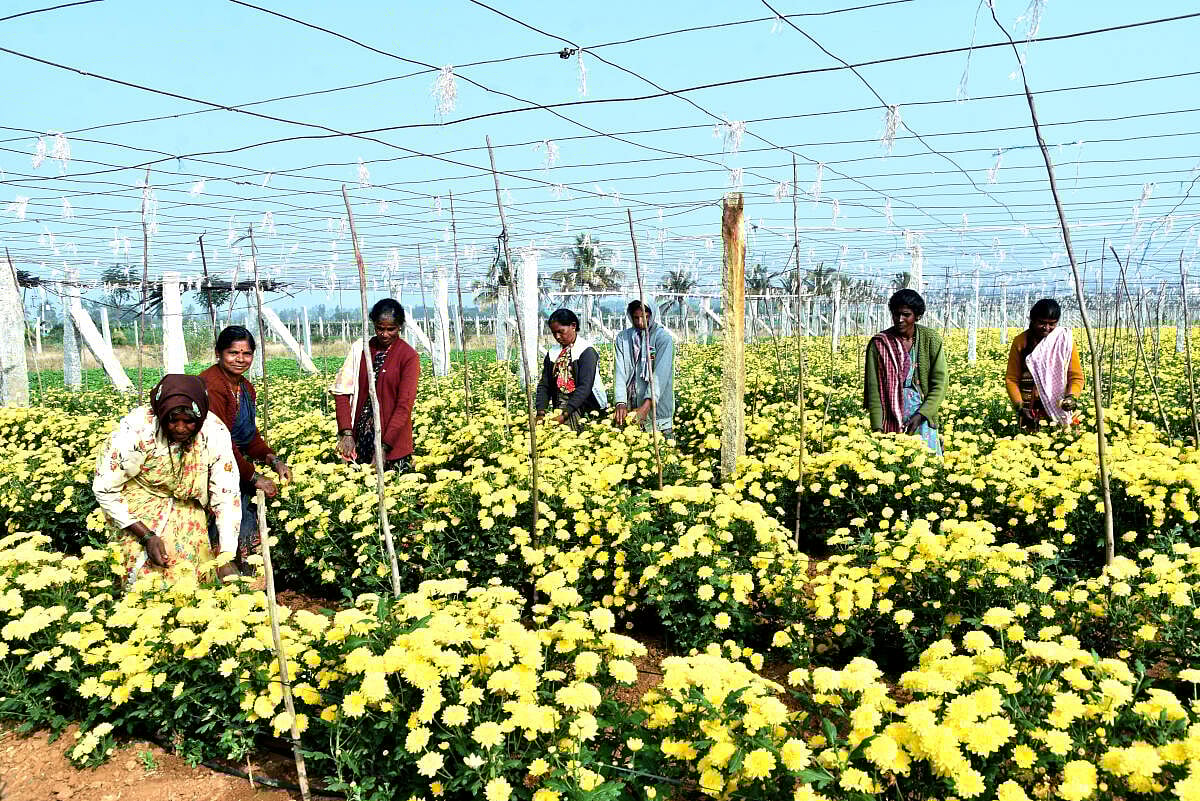 ಚಿಕ್ಕಬಳ್ಳಾಪುರ: ಹೆಚ್ಚುತ್ತಿದೆ ಹೂವಿನ ಘಮ