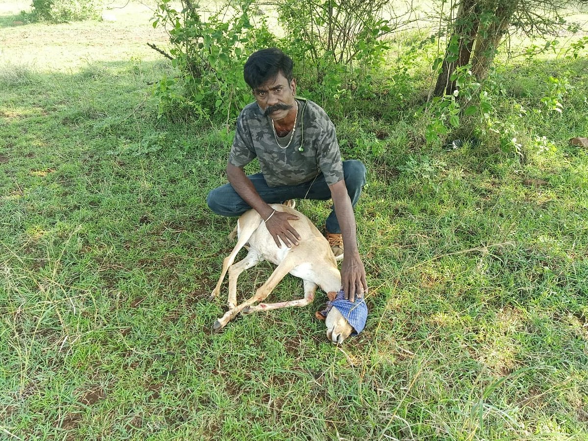 ಕೆಜಿಎಫ್‌: ರೈಲಿಗೆ ಸಿಕ್ಕು ಜಿಂಕೆ ಮರಿಗೆ ಗಾಯ