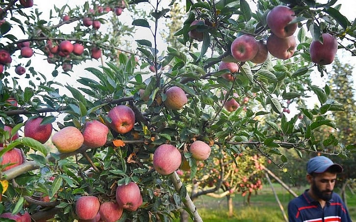 ಟರ್ಕಿ ಸೇಬಿಗೆ ಬಹಿಷ್ಕಾರ ಬಿಸಿ: ಕಾಶ್ಮೀರ ಸೇಬು ಉದ್ಯಮಕ್ಕೆ ಮೂಡಿತು ಭರವಸೆಯ ಬೆಳಕು
