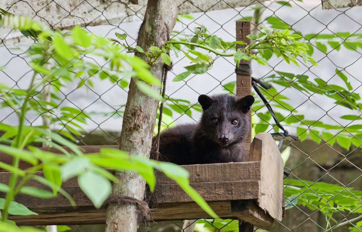 ಪ್ರವಾಸ: ಬಾಲಿ ಸಿವೆಟ್‌ ಬೆಕ್ಕಿನ ಹಿಕ್ಕೆಯ ಕಾಫಿ ಕತೆ