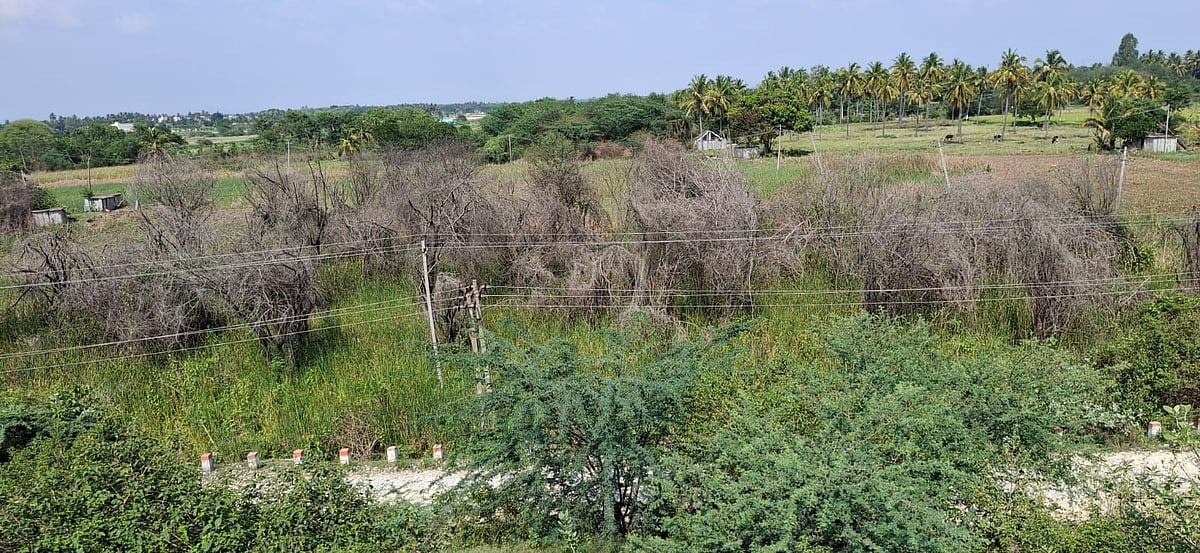 ಮುಳಬಾಗಿಲು: ಗದ್ದೆ ಬಯಲಿನಲ್ಲಿ ಬೆಳೆದು ಜೊಂಬು ಹುಲ್ಲು 