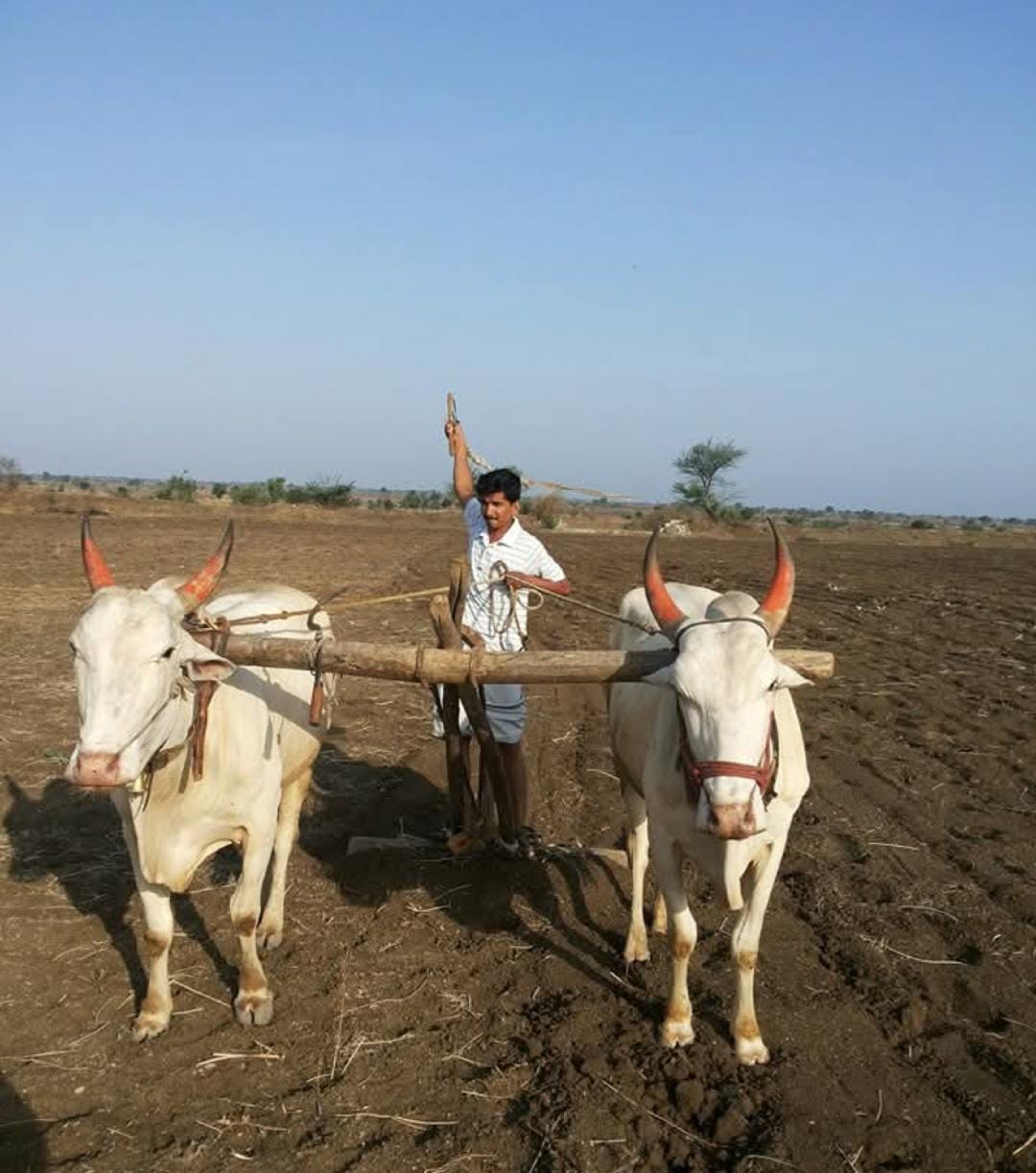 ಸುರಪುರ ತಾಲ್ಲೂಕಿನ ಹಾವಿನಾಳ ಸೀಮಾಂತರದಲ್ಲಿ ಹೊಲ ಹದಗೊಳಿಸುತ್ತಿರುವ ರೈತ
