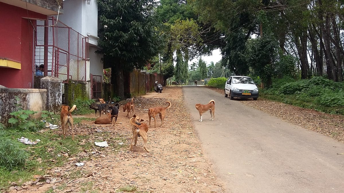 ಹೊಸನಗರ: ಮಿತಿ ಮೀರಿದ ಬೀದಿ ನಾಯಿಗಳ ಉಪಟಳ