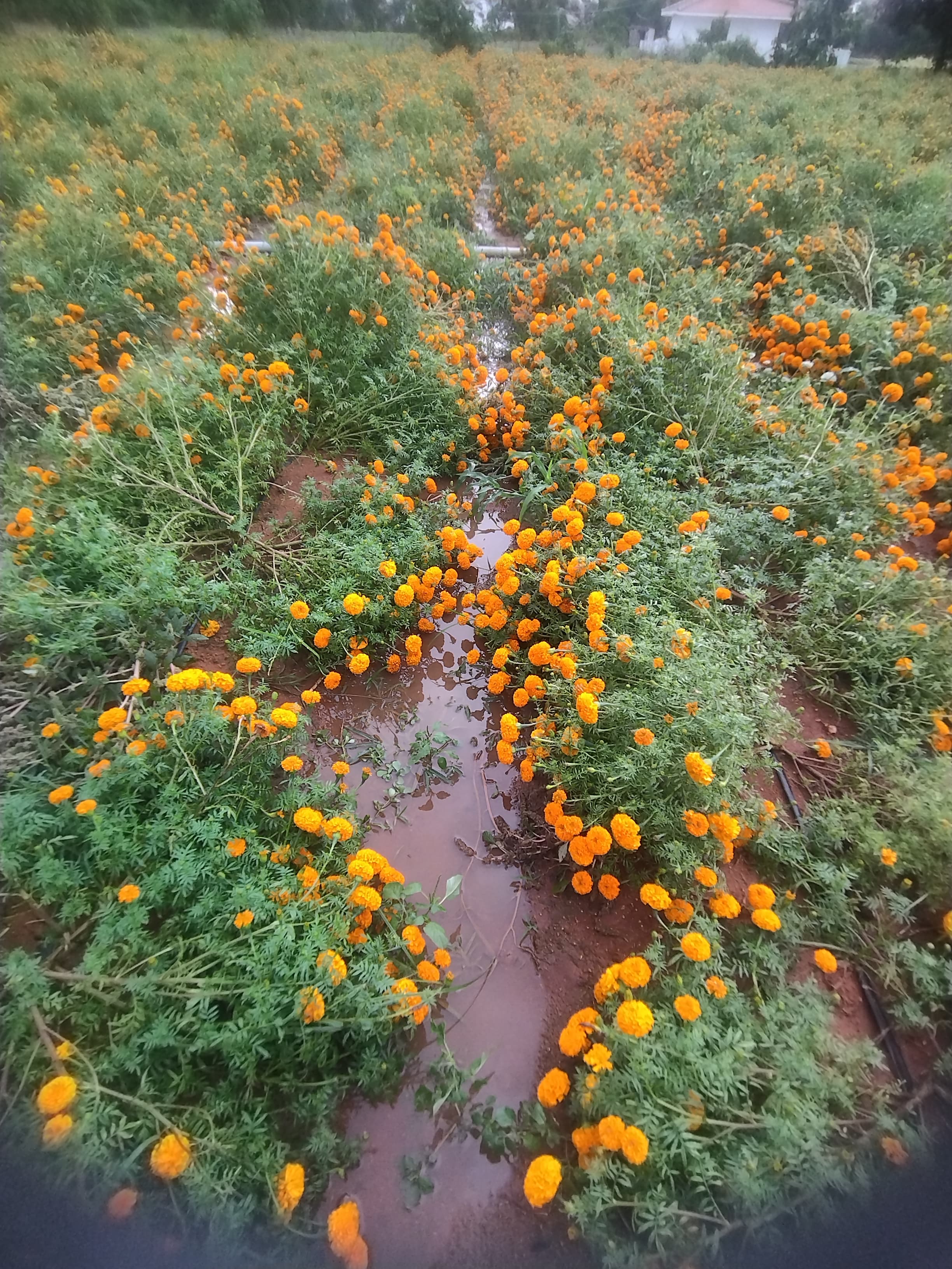 ಮಳೆ ಗಾಳಿಗೆ ನೆಲಕಚ್ಚಿರುವ ಚೆಂಡು ಹೂವು ಬೆಳೆ