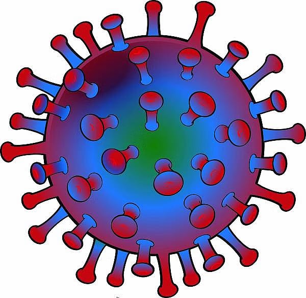 ಕುಶಾಲನಗರ: ಆಫ್ರಿಕನ್ ಹಂದಿ ಜ್ವರ ದೃಢ?