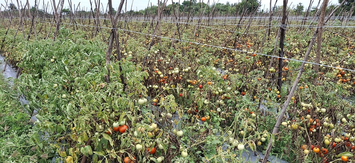 ಮುಳಬಾಗಿಲು | ನೆಲಕಚ್ಚಿದ ಟೊಮೆಟೊ ಬೆಲೆ: ನೆಲದಲ್ಲೇ ಕೊಳೆಯುತ್ತಿವೆ ಟೊಮೆಟೊ 
