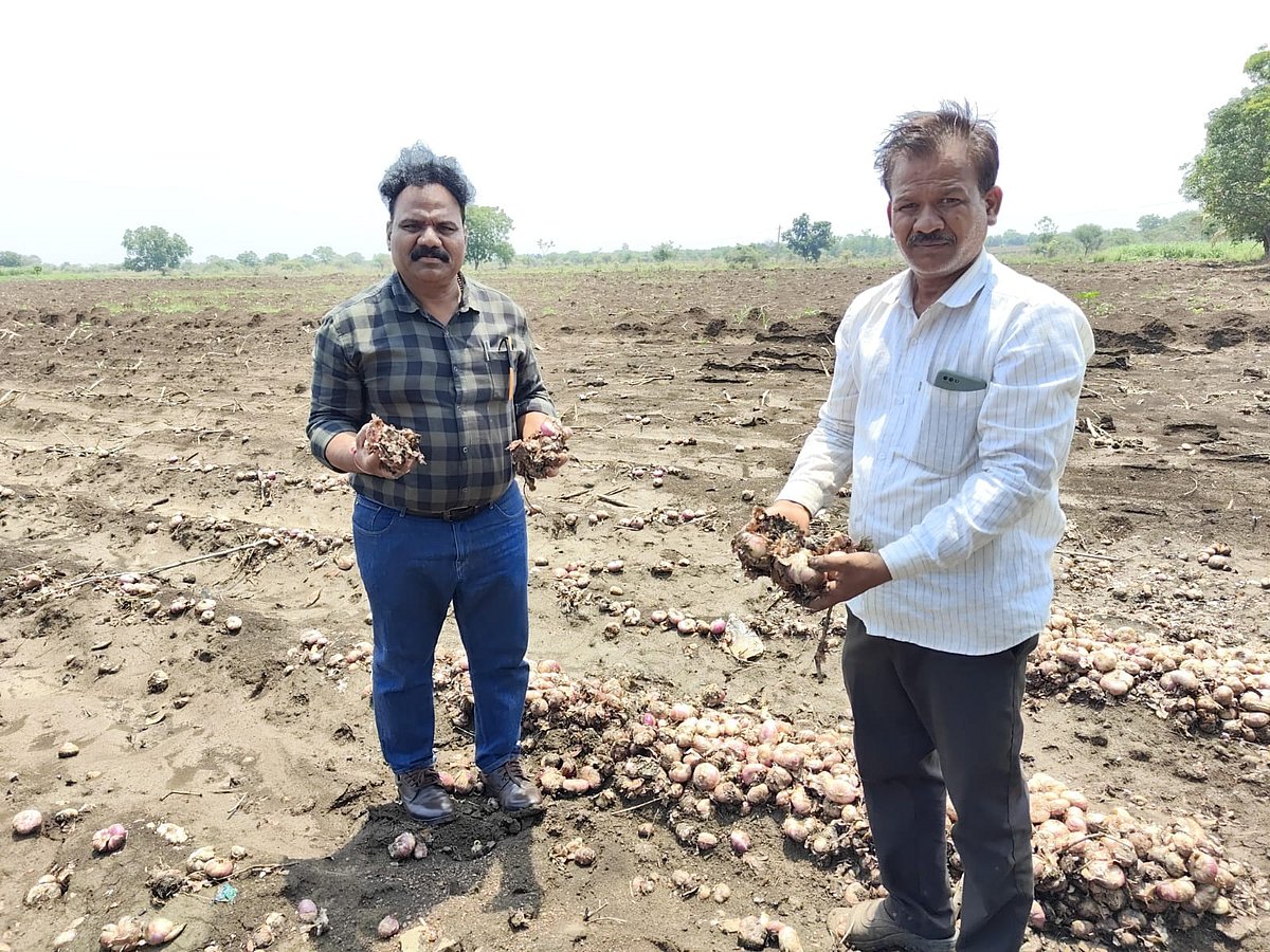 ಭಾಲ್ಕಿ | ಅಕಾಲಿಕ ಮಳೆಗೆ 69.60 ಹೆಕ್ಟೇರ್ ಬೆಳೆಹಾನಿ