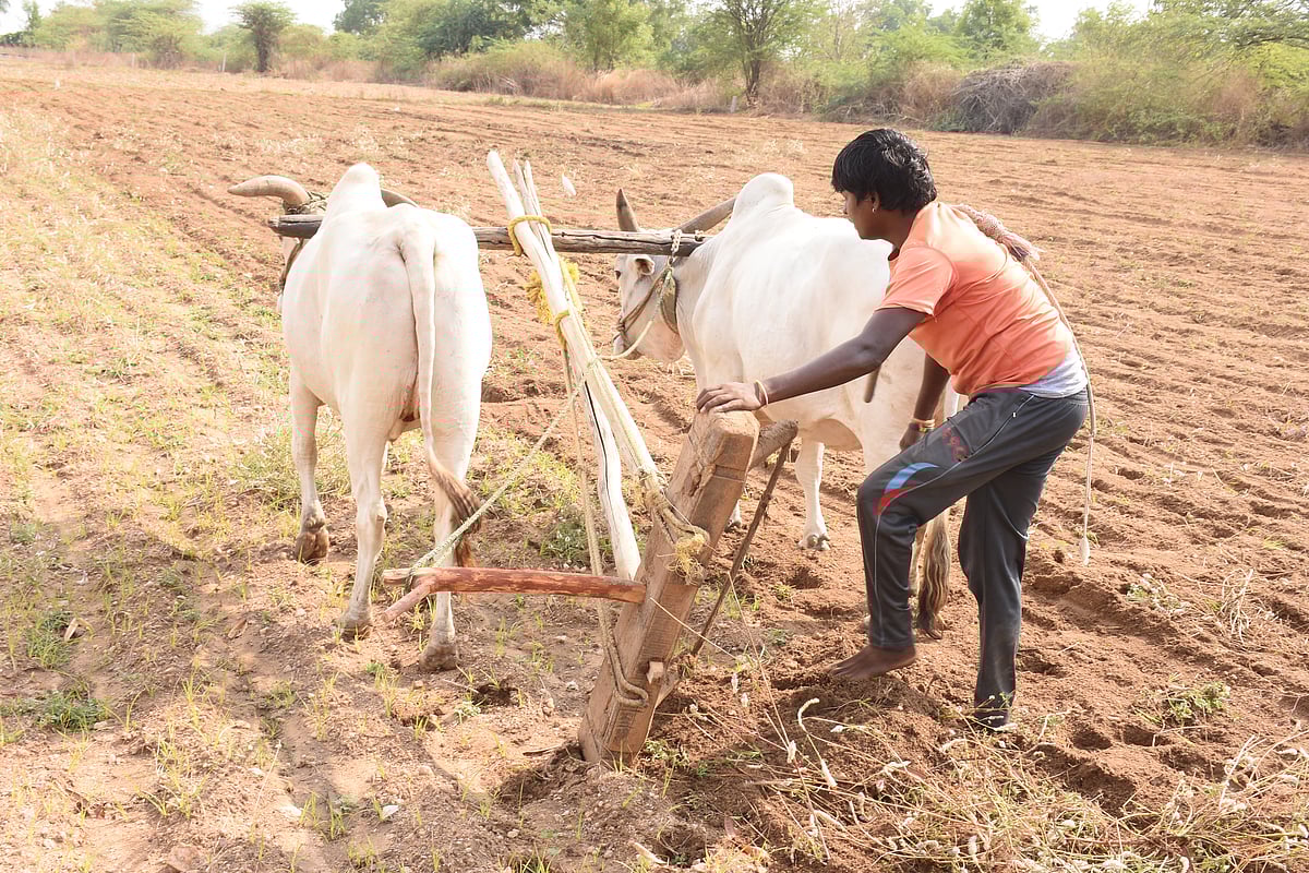 ಯಾದಗಿರಿ: ನಕಲಿ ಬೀಜ, ಗೊಬ್ಬರ: ಬೇಕಿದೆ ಕಡಿವಾಣ