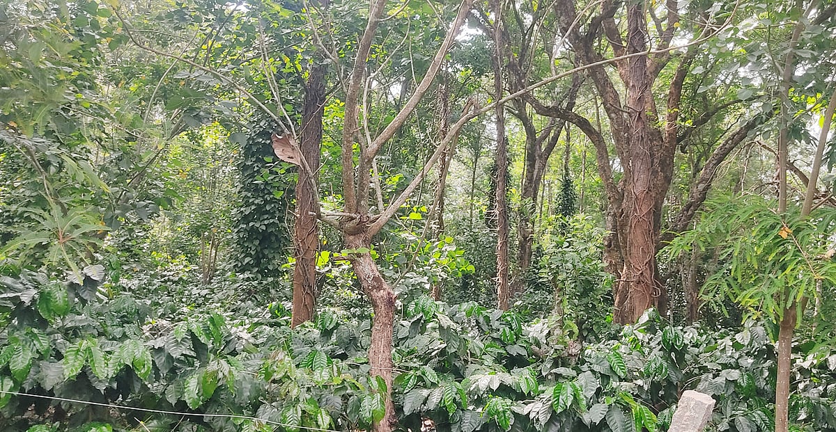 ಯಳಂದೂರು | ವಾಣಿಜ್ಯ ಬೆಳೆಗಳತ್ತ ಬುಡಕಟ್ಟು ರೈತರ ಚಿತ್ತ