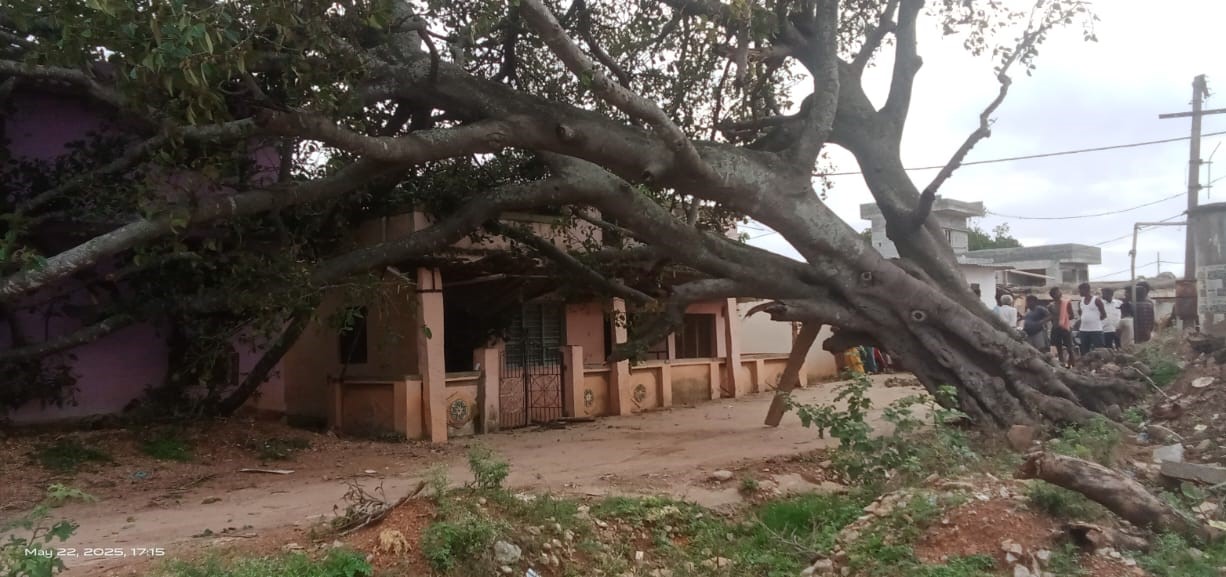 ತಾಲ್ಲೂಕಿನ ಮಾರಪ್ಪನಹಳ್ಳಿ ಗ್ರಾಮದ ರಸ್ತೆ ಬದಿಯಲ್ಲಿದ್ದ ಎರಡು ಆಲದಮರ ಗುರುವಾರ ಸಂಜೆ ನೆಲಕ್ಕುರುಳಿವೆ