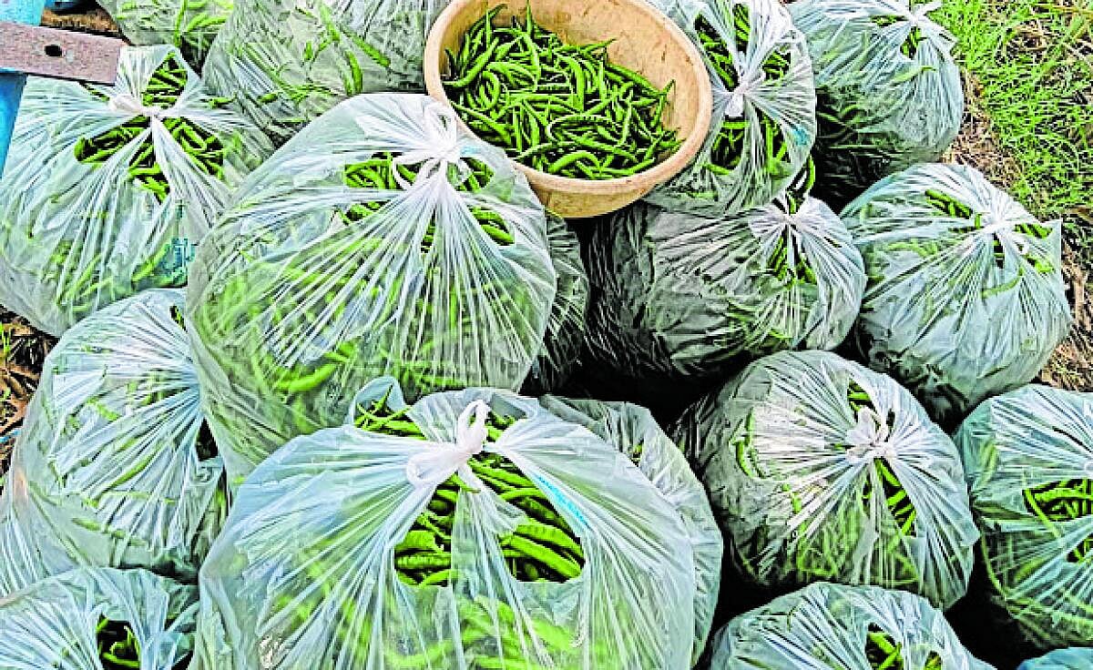 ಚನ್ನಮ್ಮನ ಕಿತ್ತೂರು: ರೈತರಿಗೆ ‘ಖಾರ’ವಾದ ಮೆಣಸಿನಕಾಯಿ