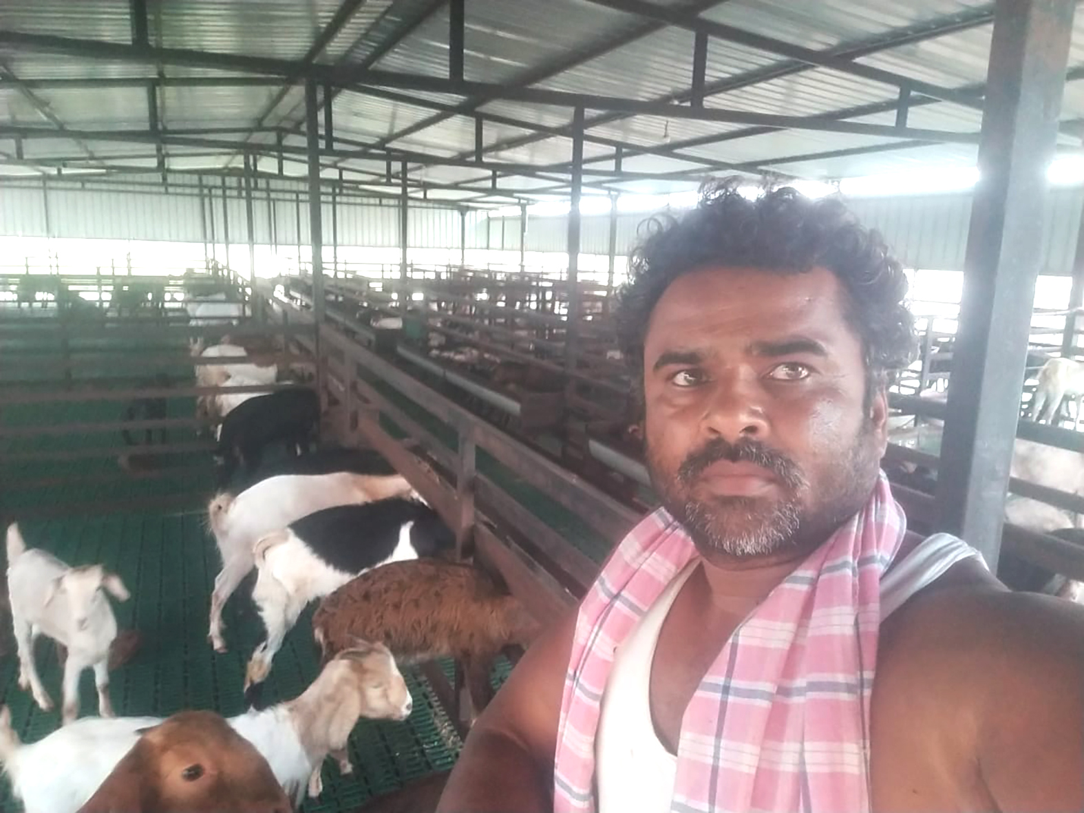 ಆಡಿನ ಶೆಡ್‌ನಲ್ಲಿ ಅಣ್ಣಿಗೇರಿ ತಾಲ್ಲೂಕಿನ ಬಲ್ಲರವಾಡ ಗ್ರಾಮದ ರೈತ ಪ್ರವೀಣ ಶೆರವಾಡ 