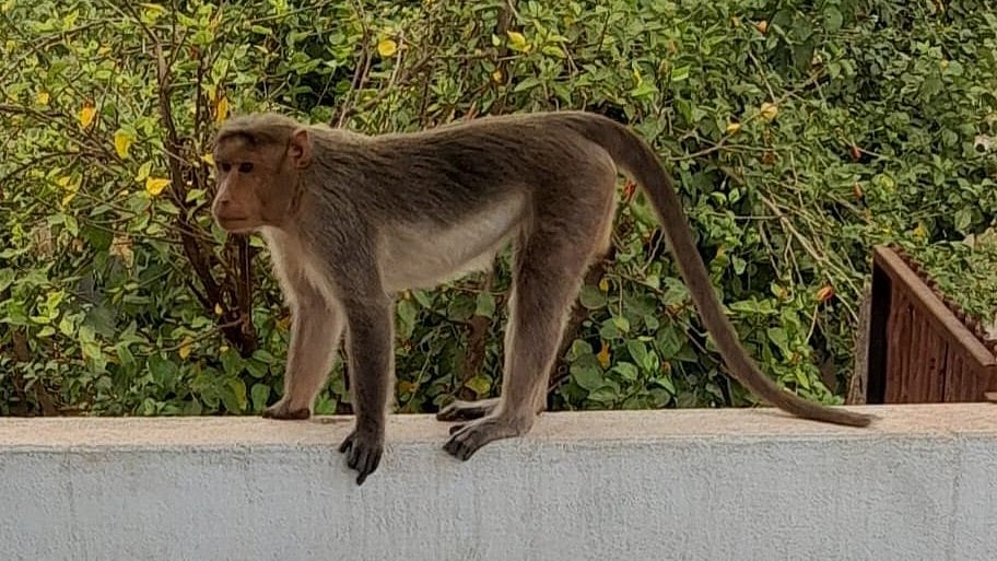 ಬಾಗಲಕೋಟೆ: ಪಶು ಆಸ್ಪತ್ರೆಗೆ ಬಂದು ಚಿಕಿತ್ಸೆ ಪಡೆದ ಮಂಗ