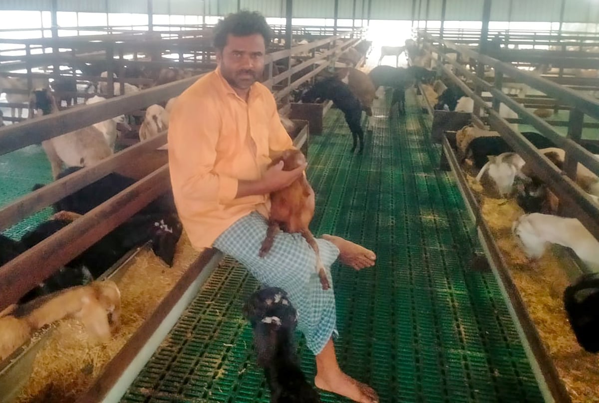 ಹುಬ್ಬಳ್ಳಿ | ರೈತನ ಕೈ ಹಿಡಿದ ಮೇಕೆ ಸಾಕಾಣಿಕೆ