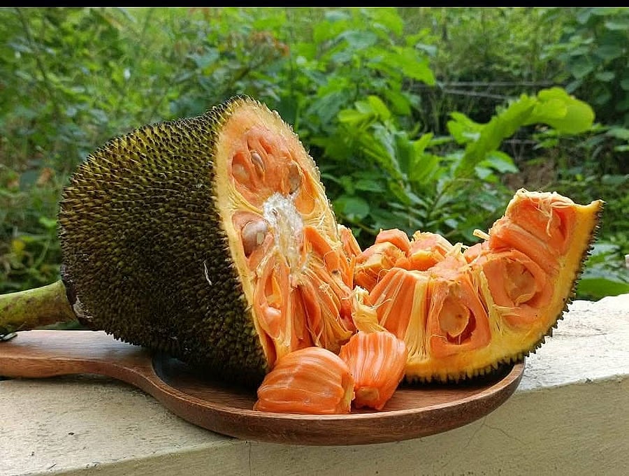 ಬೆಂಗಳೂರು: ಸಾವಯವ ಮಾವು–ಹಲಸಿನ ಹಬ್ಬ ಇಂದಿನಿಂದ 