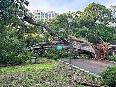 ‘ವಿ’ ಆಕಾರದಲ್ಲಿ ಎರಡು ಬೃಹತ್‌ ರೆಂಬೆಗಳು ಬೆಳೆದಿದ್ದು, ಮಧ್ಯೆ ಟೊಳ್ಳಾಗಿತ್ತು.