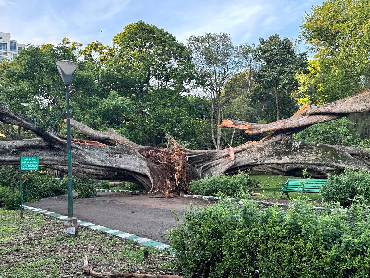 Lalbagh Botanical Garden | ಧರೆಗೆ ಉರುಳಿದ 150 ವರ್ಷದ ಹಿಂದಿನ ಮರ