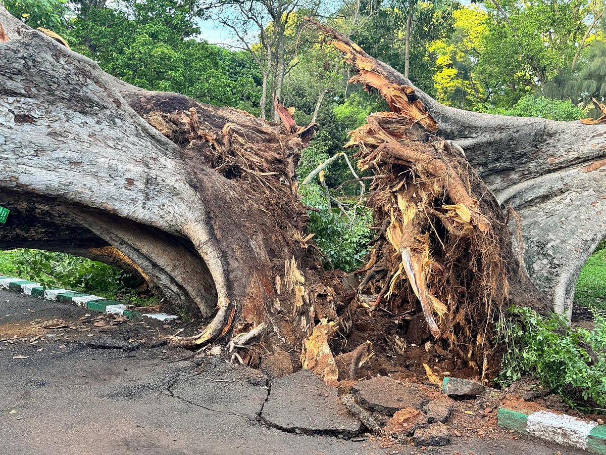 PHOTOS | Lalbagh: ಧರೆಗೆ ಉರುಳಿದ ಒಂದೂವರೆ ಶತಮಾನದಷ್ಟು ಹಳೆಯ ಮರ