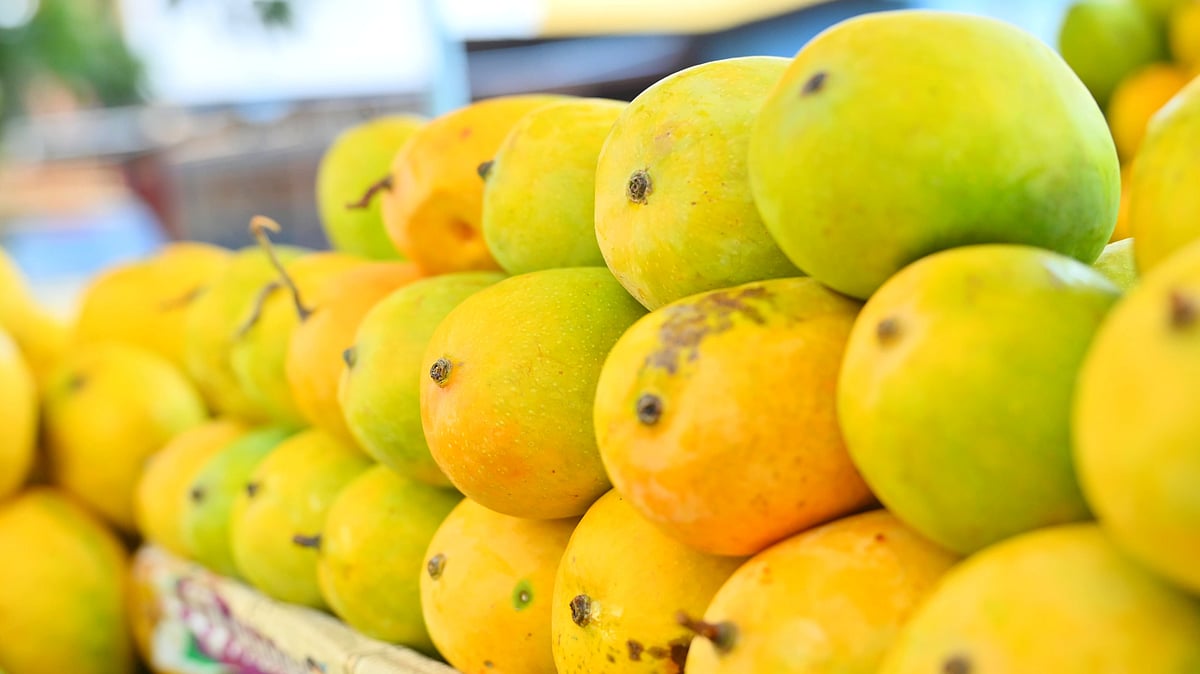 ಚನ್ನಪಟ್ಟಣ: ಮಾವು ತುಂಬಿಸಿಕೊಂಡು ಹೋಗುವಾಗ ಟ್ರಾಕ್ಟರ್ ಪಲ್ಟಿ– ರೈತ ಸಾವು