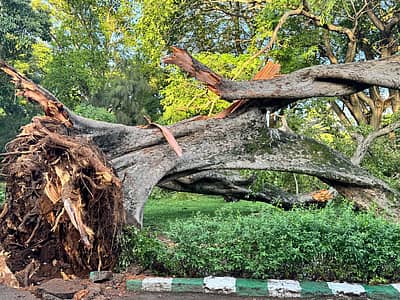 ಧರೆಗೆ ಉರುಳಿದ 150 ವರ್ಷದ ಹಿಂದಿನ ಮರ