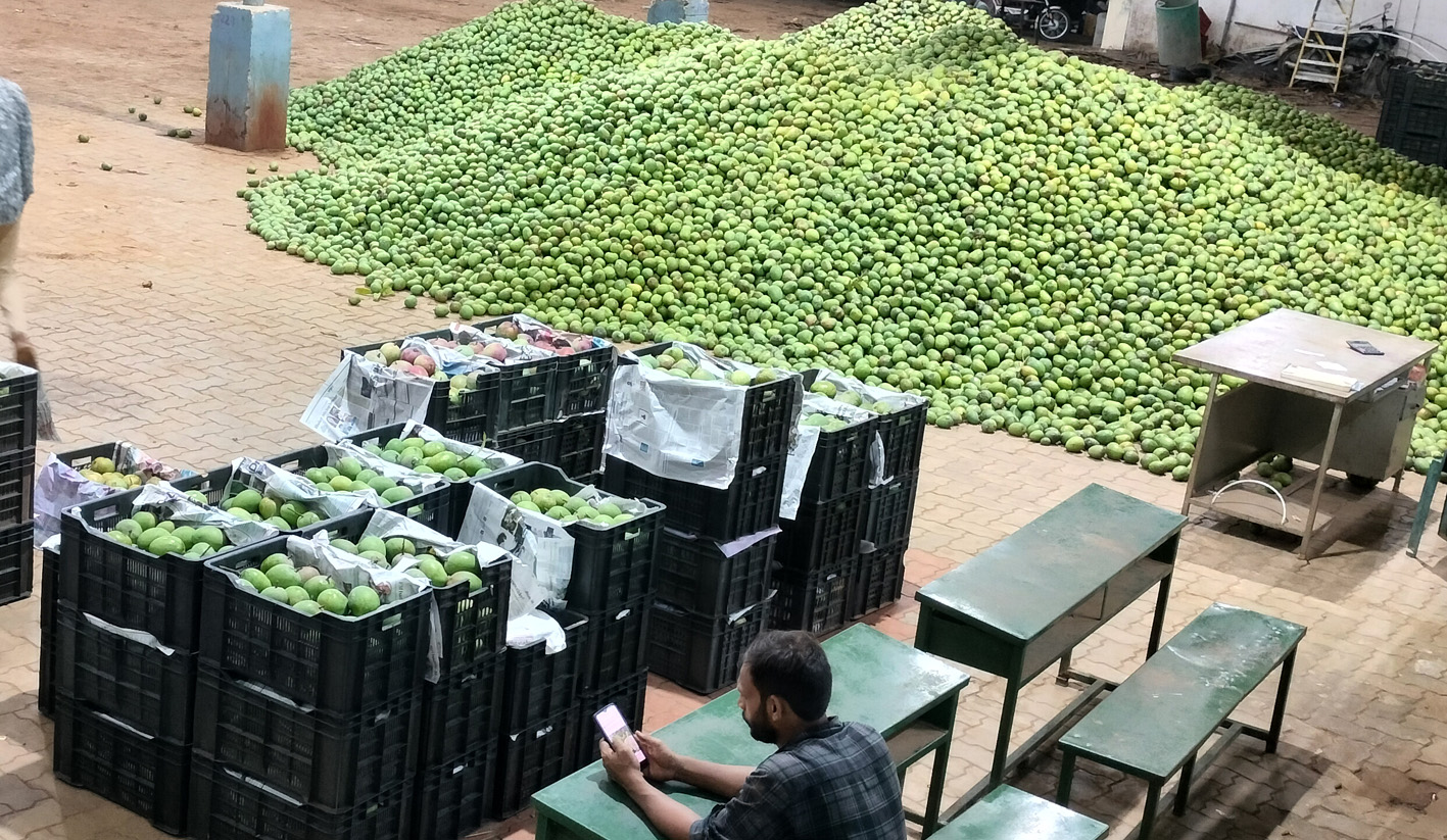 ಹಾನಗಲ್‌ ಮಾವಿನ ಮಂಡಿಯಲ್ಲಿ ಹರಾಜಿ ಇಟ್ಟಿದ್ದ ಮಾವು