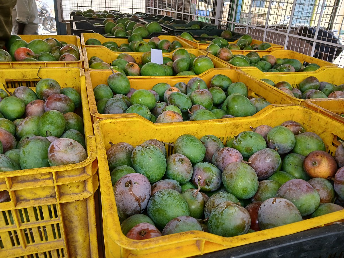 ಮಾವಿನ ದರ ತೀವ್ರ ಕುಸಿತ: ಬೇಡಿಕೆ ಕಳೆದುಕೊಂಡ ‘ಬಾದಾಮಿ’; ತೋತಾಪುರಿ ಕೇಳುವವರಿಲ್ಲ