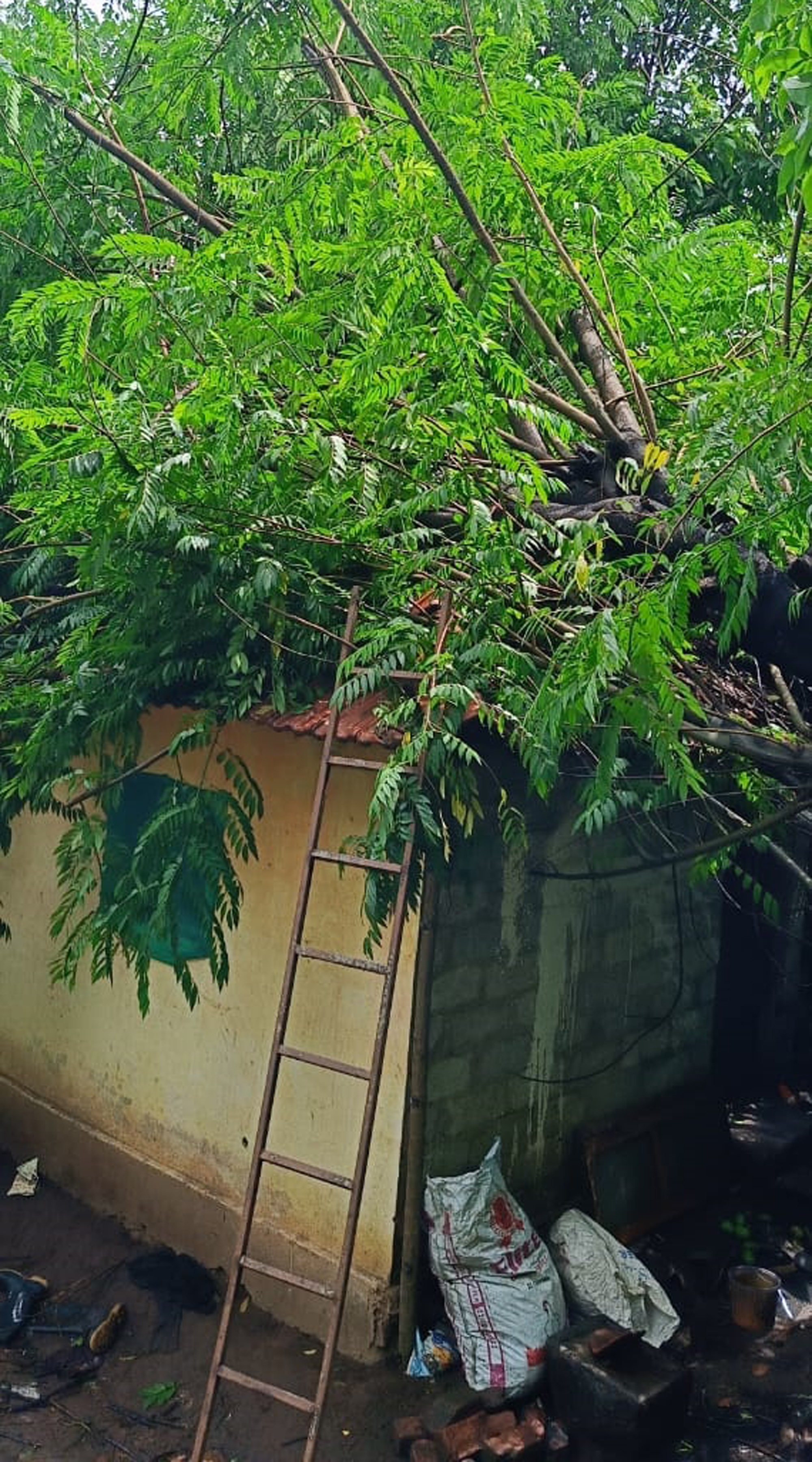 ಮೂಡಿಗೆರೆ ತಾಲ್ಲೂಕಿನ ಜಿ. ಹೊಸಳ್ಳಿ ಪಡಿಯಾ ಕಾಲೊನಿ ರಾಜು ಎಂಬುವರ ಮನೆ ಮೇಲೆ ಮರ ಬಿದ್ದಿರುವುದು
