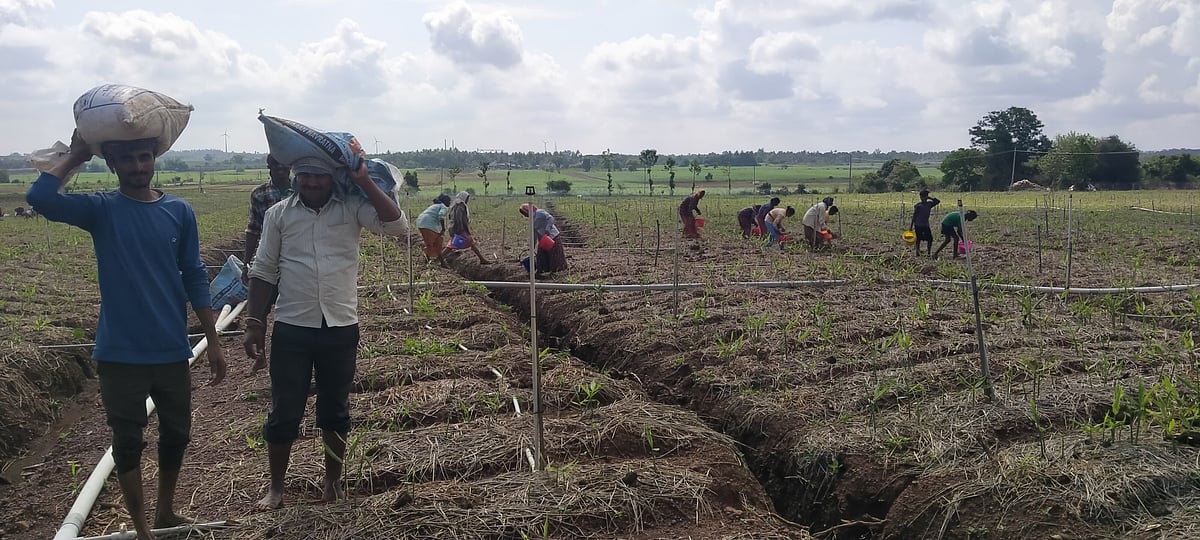 ಧುಂಡಶಿ: ಶುಂಠಿ ಬೆಳೆ ಪ್ರಮಾಣ ಹೆಚ್ಚಳ