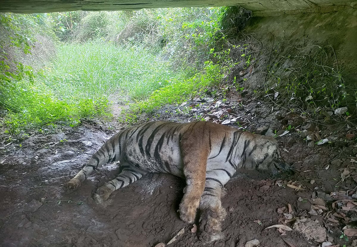 ಗುಂಡ್ಲುಪೇಟೆ: ಮತ್ತೊಂದು ಹುಲಿ ಕಳೇಬರ ಪತ್ತೆ