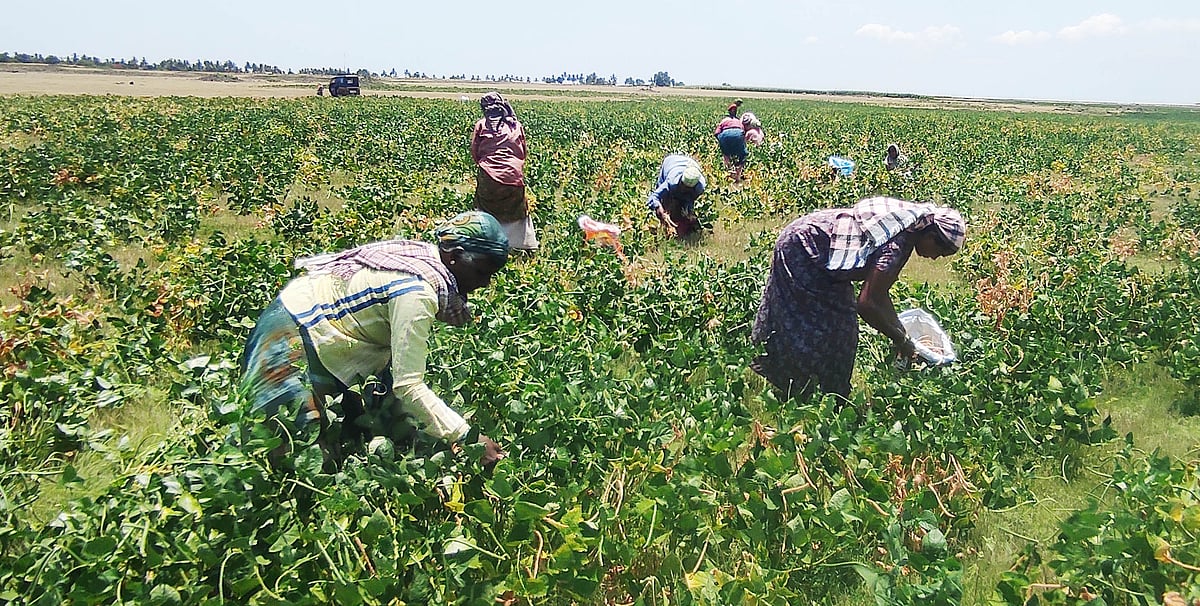 ಮರಿಯಮ್ಮನಹಳ್ಳಿ | ಅವಧಿಗೆ ಮೊದಲೇ ಮಳೆ: ಆದಾಯಕ್ಕೆ ಬರೆ