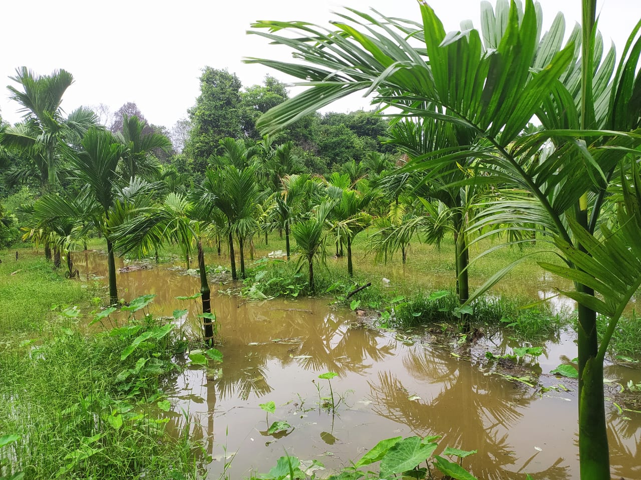 ಕುಚ್ಚೂರಿನಲ್ಲಿ ಅಡಿಕೆ ತೋಟ ಜಲಾವೃತವಾಗಿರುವುದು