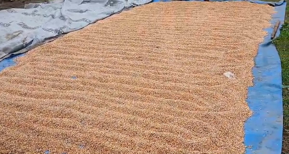 ರೈತರಿಂದ ಮೆಕ್ಕೆಜೋಳ ಖರೀದಿ ಮಿತಿ 50 ಕ್ವಿಂಟಲ್‌ಗೆ ಹೆಚ್ಚಳ