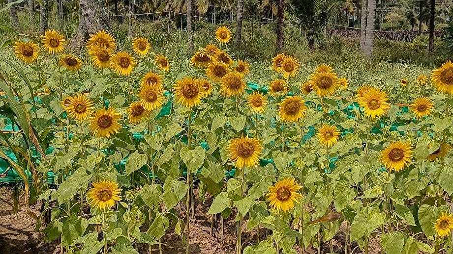 ಸೂರ್ಯಕಾಂತಿ: ದರ ಕುಸಿತಕ್ಕೆ ನಲುಗಿದ ಅನ್ನದಾತ