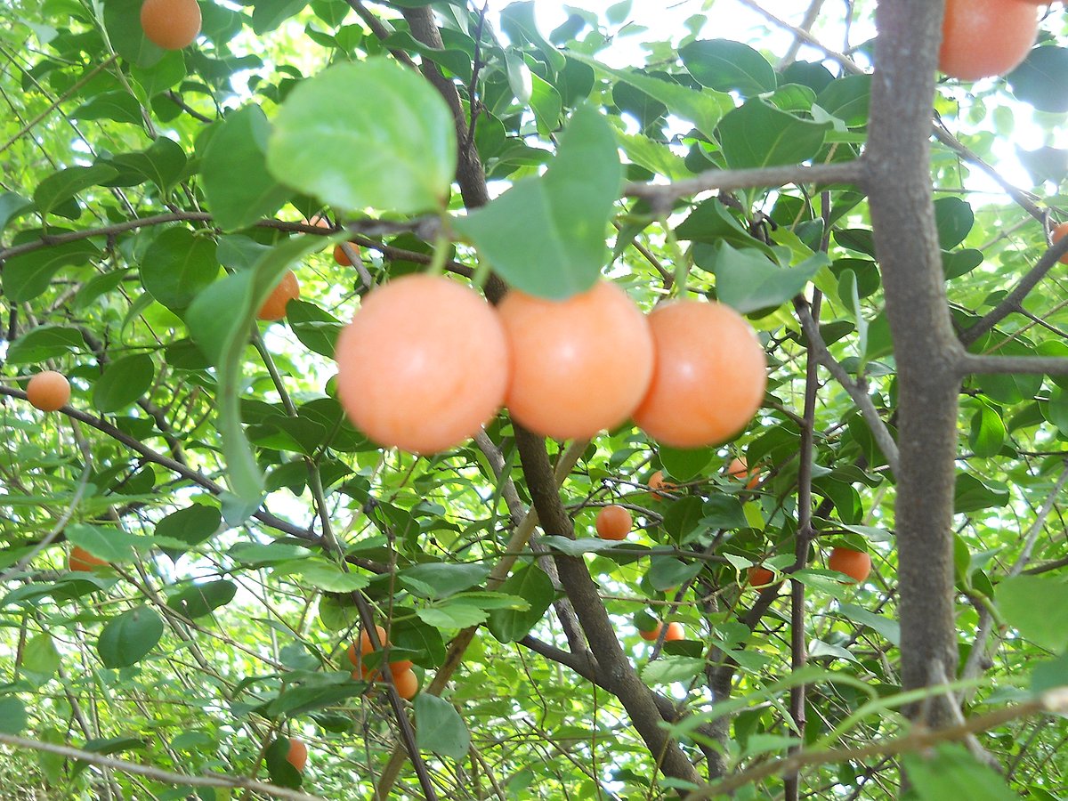 ಕೊಂಡುಕುರಿ ವನ್ಯಧಾಮ: ವೈವಿಧ್ಯಮಯ ಕಾಡುಹಣ್ಣುಗಳ ಆಗರ