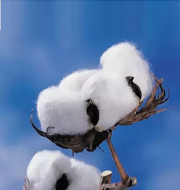 ಹತ್ತಿ ರಫ್ತು 13 ಲಕ್ಷ ಬೇಲ್‌ ಕುಸಿತ: ಸಿಎಐ ಅಂದಾಜು