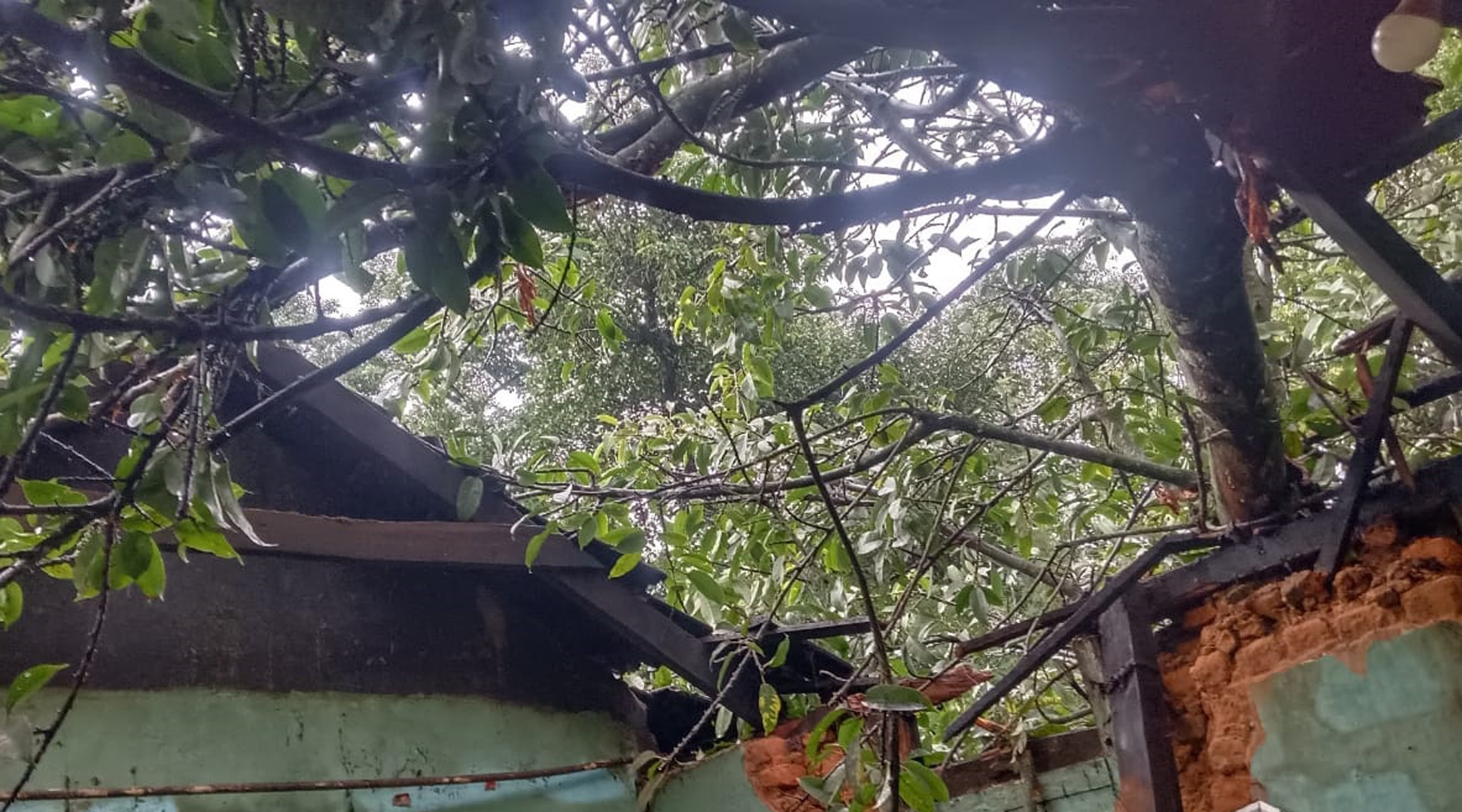 ಮೂಡಿಗೆರೆ ತಾಲ್ಲೂಕಿನ ಬಾಳೂರು ಗ್ರಾಮದಲ್ಲಿ ಕೂಲಿ ಲೈನಿನ ಮೇಲೆ ಮರ ಬಿದ್ದು ಹಾನಿಯಾಗಿದೆ