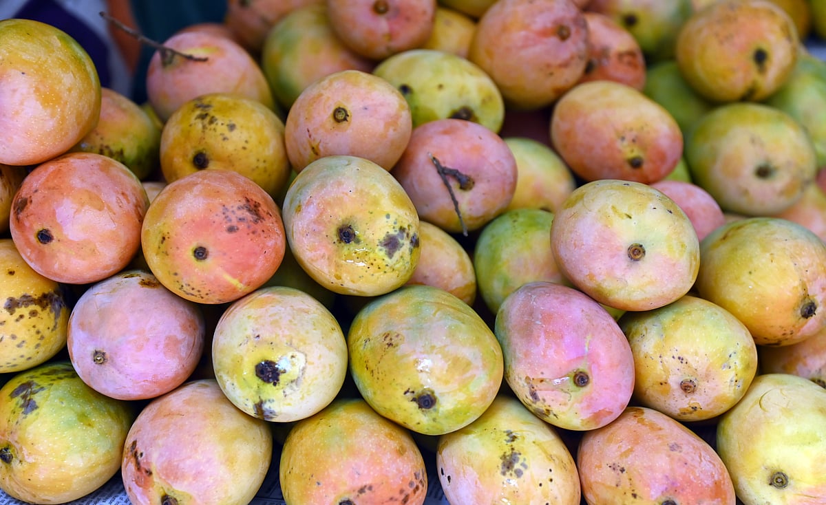 2.5 ಲಕ್ಷ ಟನ್‌ ಮಾವು ಖರೀದಿಗೆ ಕೇಂದ್ರ ಒಪ್ಪಿಗೆ 