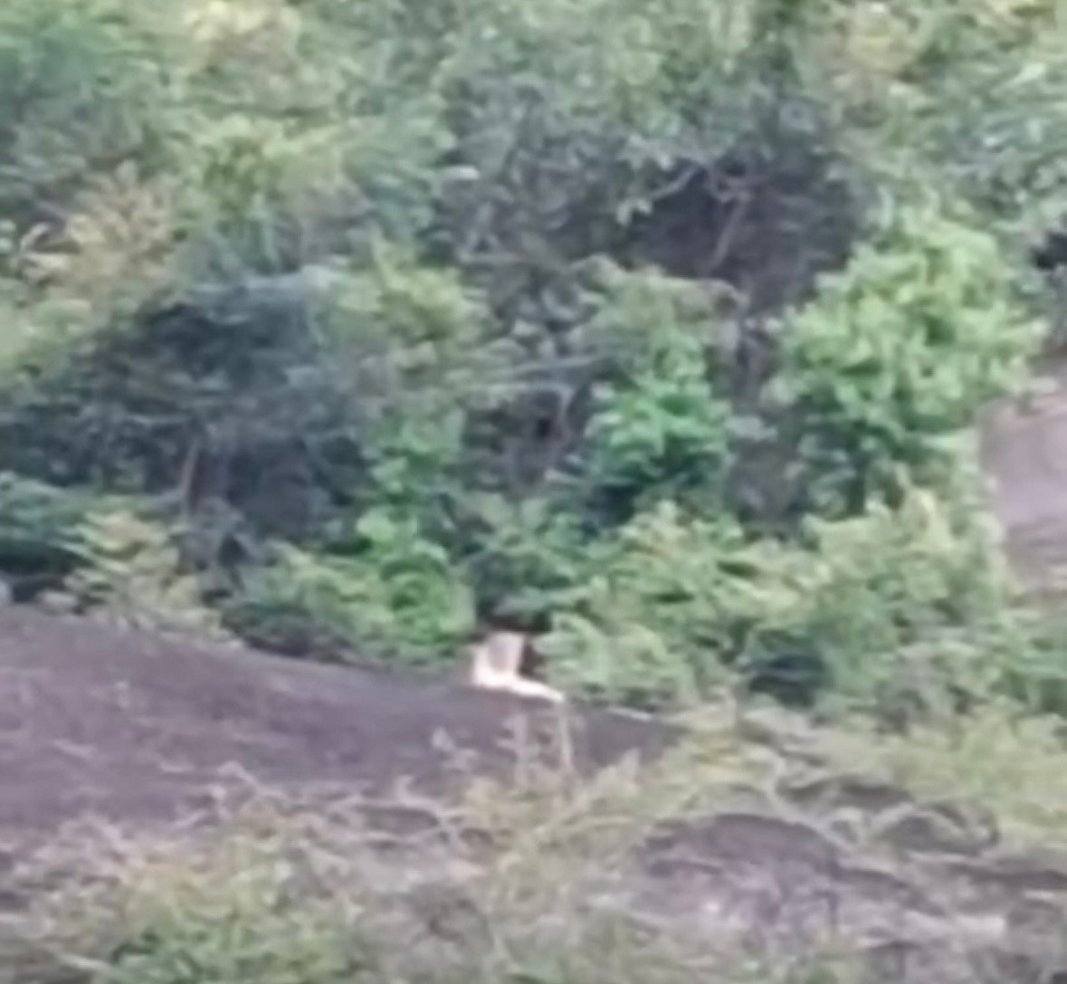 ಮೇಲುಕೋಟೆ: ಚಿರತೆ ಪ್ರತ್ಯಕ್ಷ– ಜನರಲ್ಲಿ ಆತಂಕ