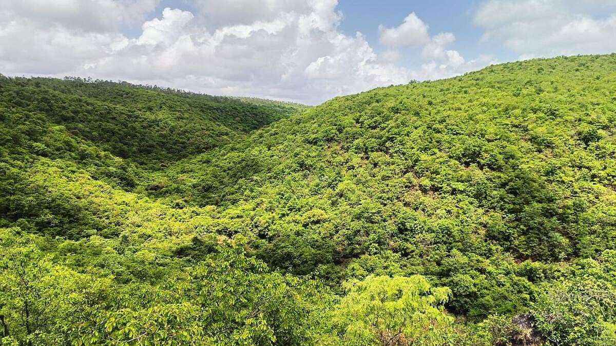 ಗುಡ್ಡದಮಾದಾಪುರ: 3 ಸಾವಿರ ಎಕರೆ ಅರಣ್ಯಕ್ಕೆ ಗ್ರಾಮಸ್ಥರೇ ಕಾವಲು