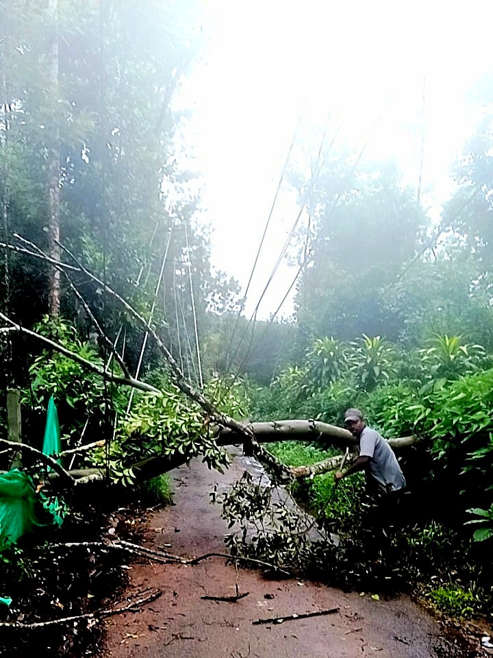 ಸುಂಟಿಕೊಪ್ಪ: ಧರೆಗೆ ಉರುಳಿದ ಮರ, ವಿದ್ಯುತ್ ಕಂಬಗಳು