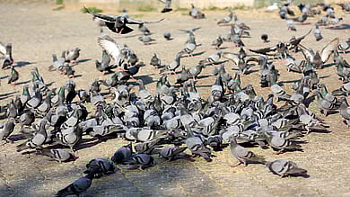 ಸಿಂಗಪುರ: ಪಾರಿವಾಳಗಳಿಗೆ ಕಾಳು ಹಾಕಿದ್ದಕ್ಕೆ ಭಾರತೀಯ ಮೂಲದ ಮಹಿಳೆಗೆ ದಂಡ