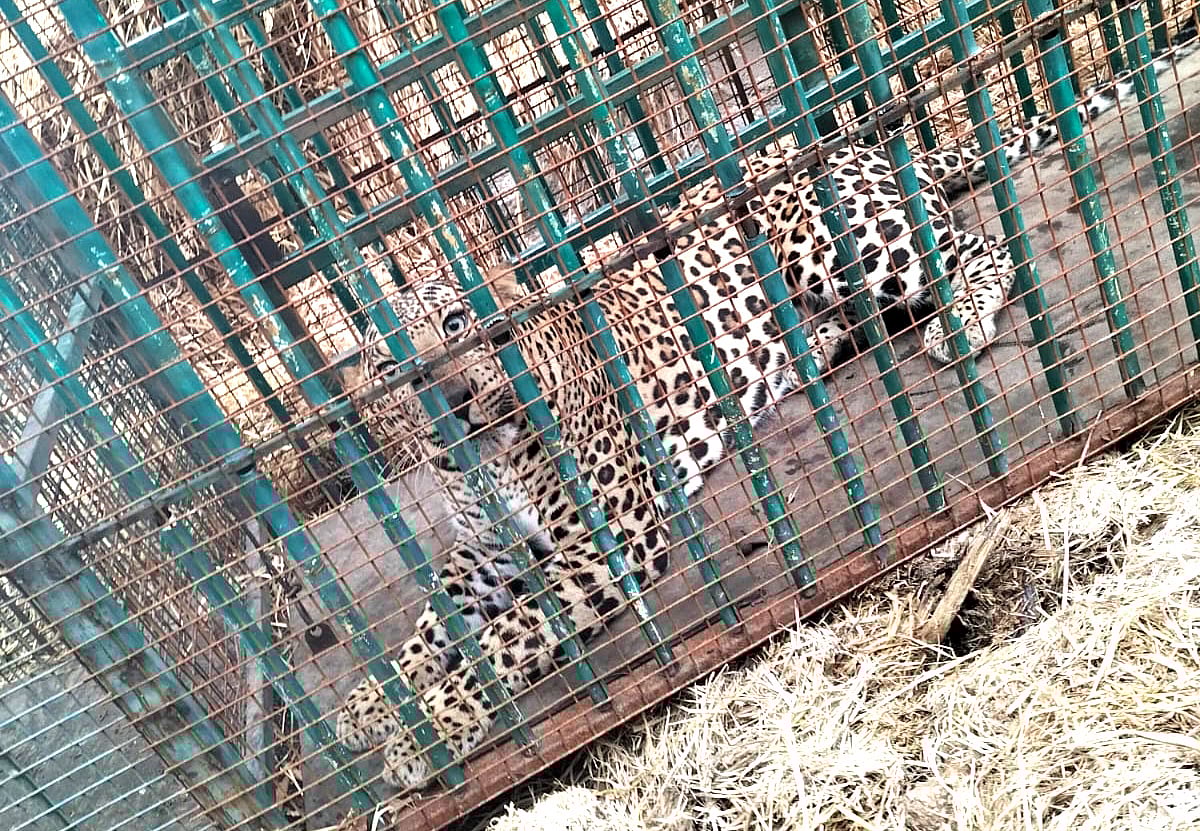 ಮೊಳಕಾಲ್ಮುರು: ಬ್ರಹ್ಮಗಿರಿ ಬೆಟ್ಟದಲ್ಲಿ ಬೋನಿಗೆ ಬಿದ್ದ ಚಿರತೆ