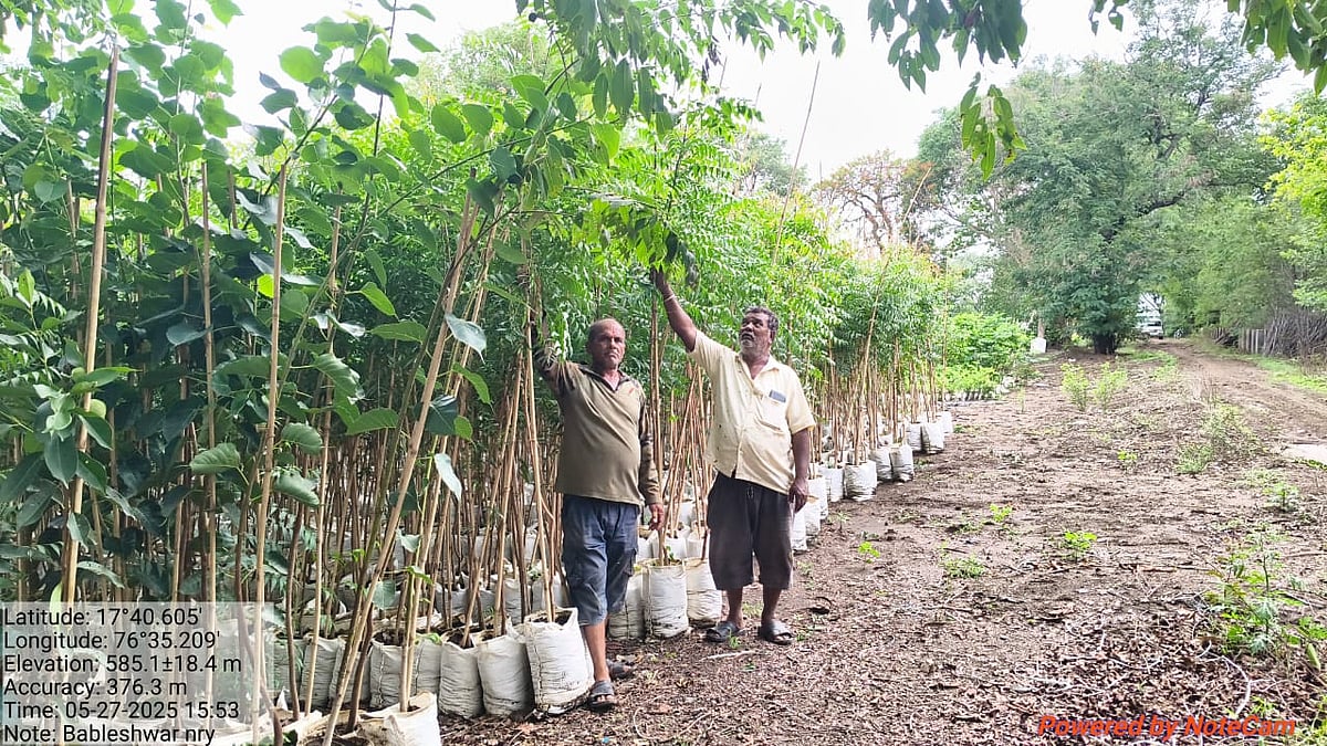 ಆಳಂದ: 60 ಸಾವಿರ ಸಸಿ ನೆಡಲು ಸಿದ್ದತೆ