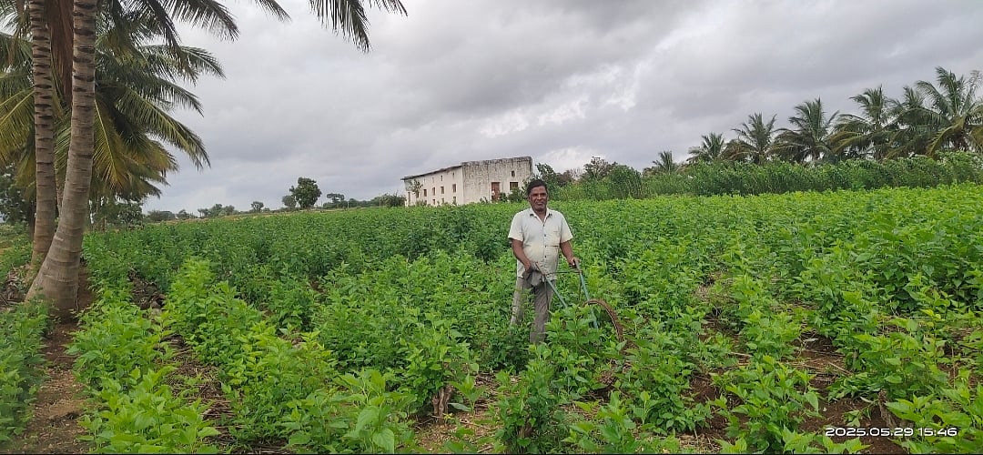 ರೇಷ್ಮೆ ಕೃಷಿ: ವರ್ಷಕ್ಕೆ 4 ಬೆಳೆ; ಲಕ್ಷಾಂತರ ಆದಾಯ
