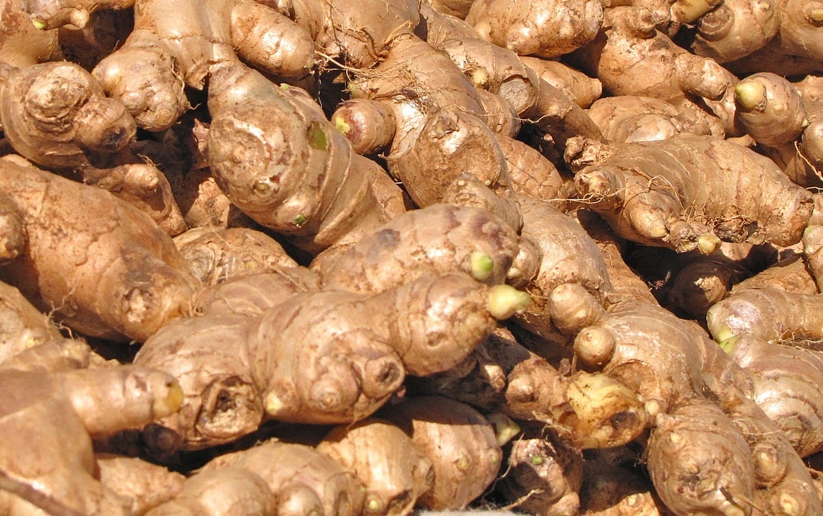 ಅಖಿಲೇಶ್ ಚಿಪ್ಪಳಿಯವರ ವಿಶ್ಲೇಷಣೆ: ವಿಷವರ್ತುಲದ ಒಳ‘ಶುಂಠಿ’