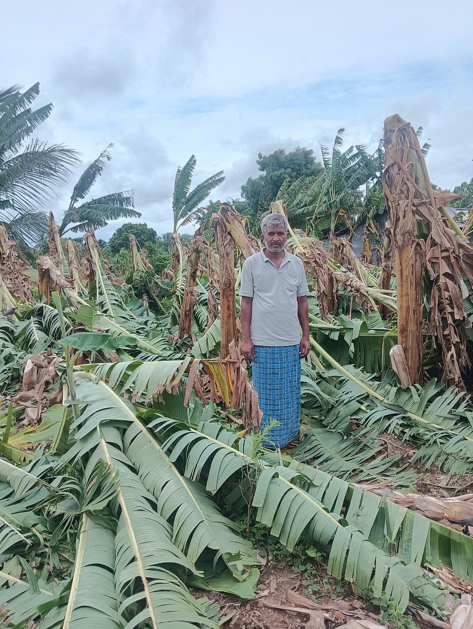 ಗಾಳಿ ಮಳೆ; ಧರೆಗುರುಳಿದ ಬಾಳೆ 